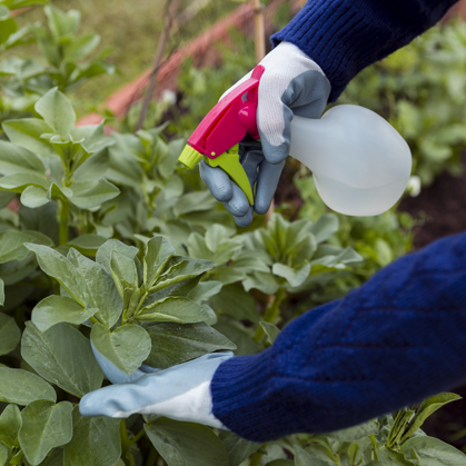 Pests & Weeds Control