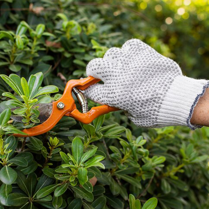 Trimming & Pruning